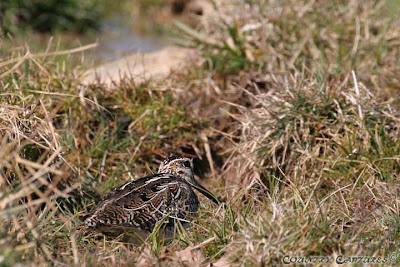 Common Snipe Hunting Tips