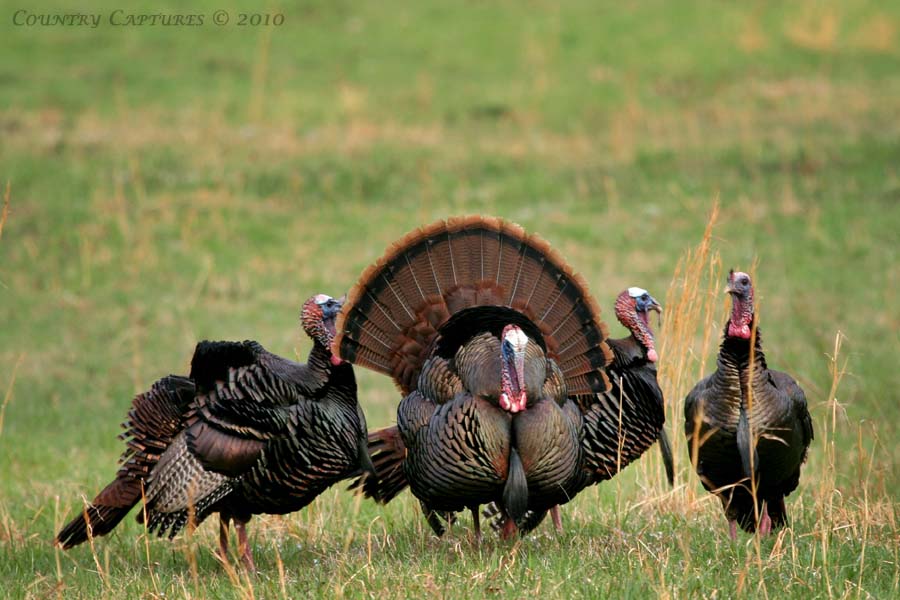 Eastern Turkey Strutting