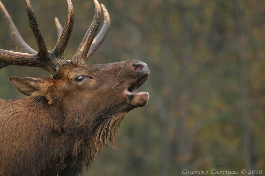 Bugling Elk Pictures