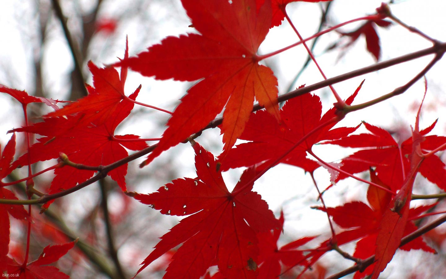 http://2.bp.blogspot.com/_zq9hS0UgXEA/TO6ugKXBVPI/AAAAAAAAAGc/JT-65pwg9BA/s1600/autumn_maple_1440x900.jpg