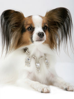 Gold Dog Food Reviews Gold Dog Food Reviews