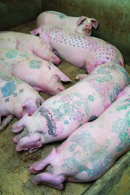 Inked Oinkers: Tattooed Pigs by Wim Delvoye (UPDATED PICS)