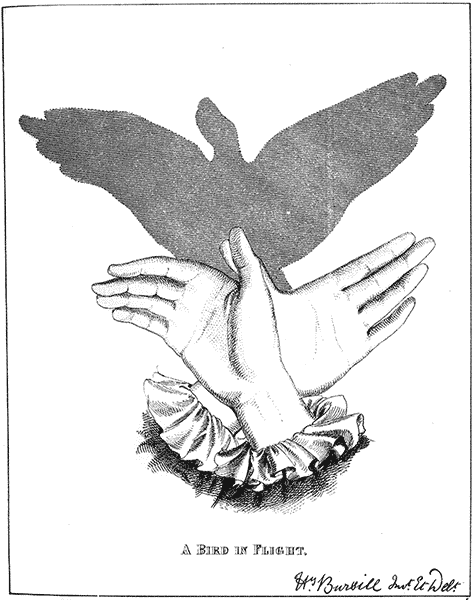 hand and bird