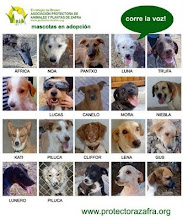 NO COMPRES, ADOPTA
