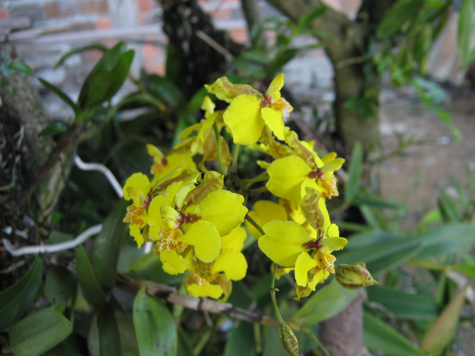 minhas orquídeas