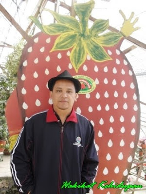 Pokok Strawberi