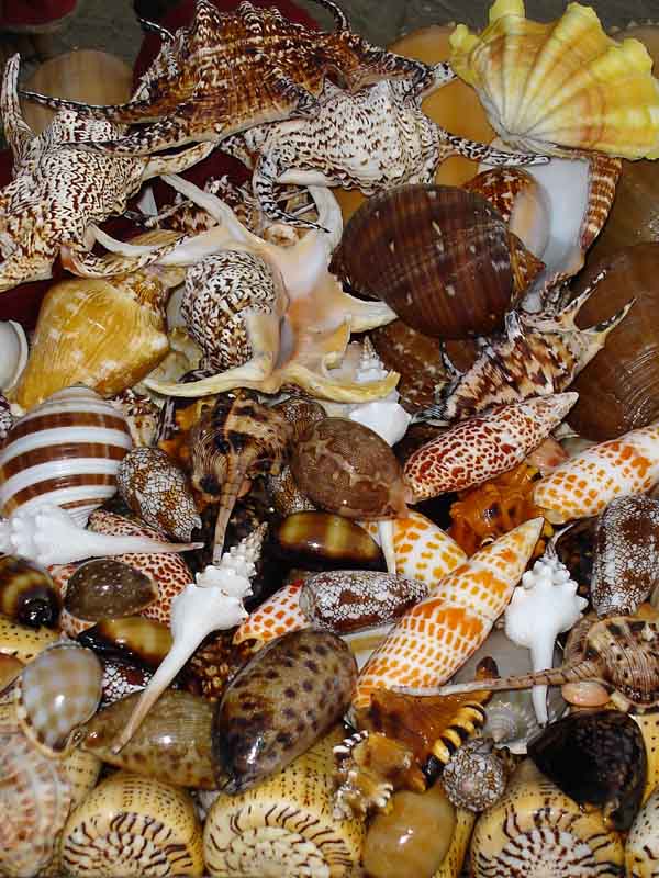 Proudly Philippine Made Philippine Shells