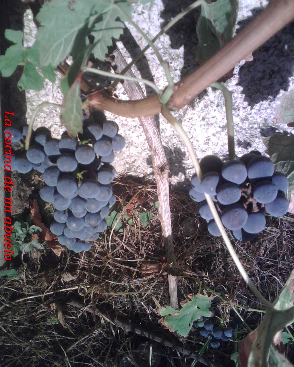 Vendimia: Parte II. Clase de uvas tintas. | Recetas de cocina, recetas