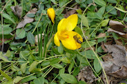 bees and crocuses
