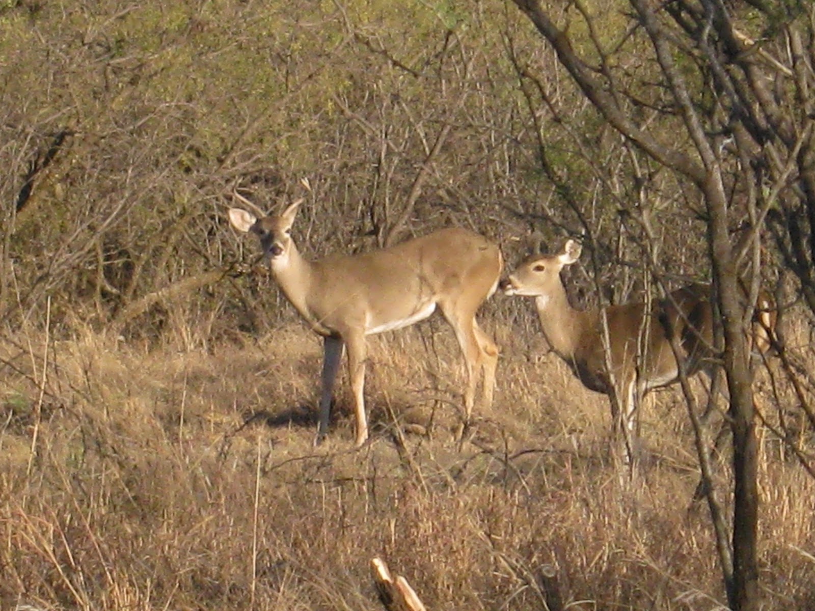Texas Deer Hunting