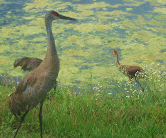 Jekkyl Island wild life