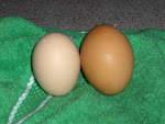 First Duck Egg
