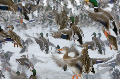 best natgeo pictures of 2009 8