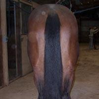 div-horse-tail.jpg