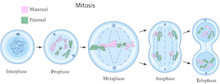 Mitosis.Png