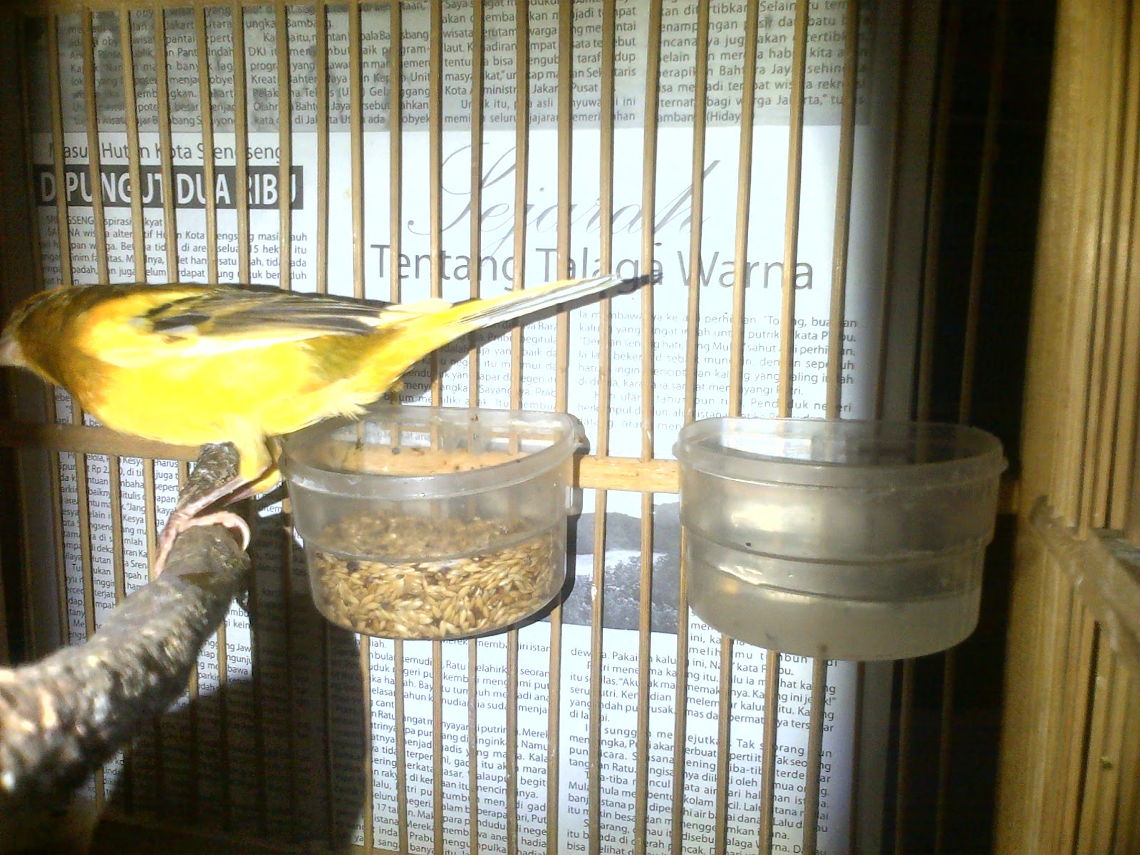 Download Suara Burung Kenari Juara Nasional Full Gacor 2014