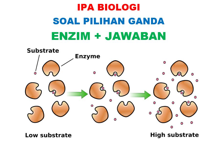 14++ 100 soal biologi beserta jawaban information