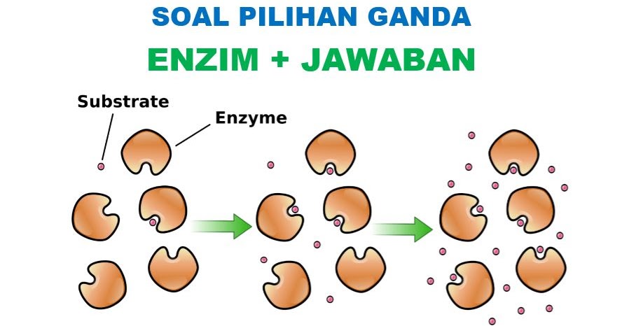 60 Soal Pilihan Ganda Enzim Jawabannya Pertanyaan Muttaqin Id