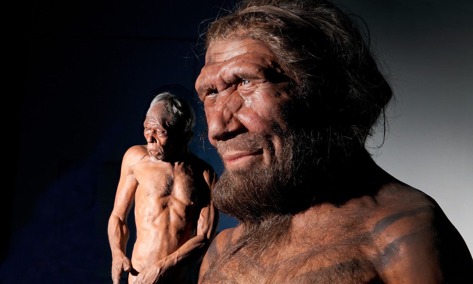 Modelos de Kennis de Homo sapiens (izquierda) y un Neandertal. Foto: Kevin Webb/NHM Image Resources/The Natural History Museum, London