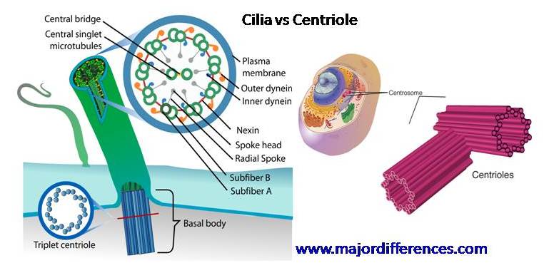 Cilia vs Centriole
