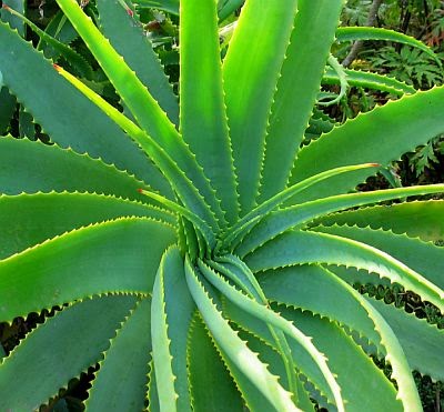 Diary Of A Trendaholic How To Use An Aloe Vera Plant For Skin Care
