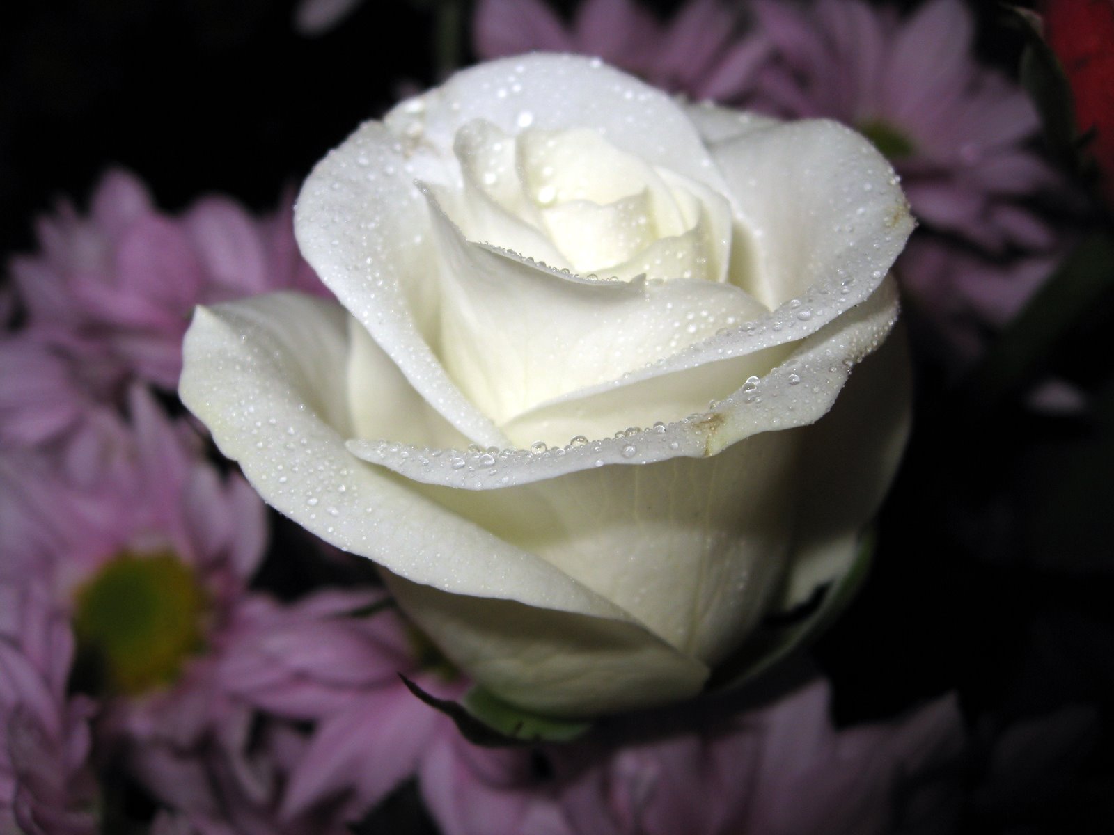 flowers for flower lovers.: White rose desktop hd wallpapers.