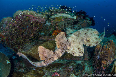 Diving penginapan terapung Papua paradise eco resorts
