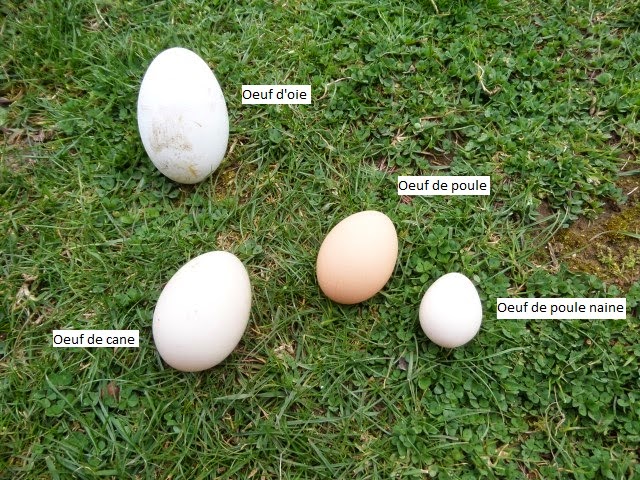 Résultat de recherche d'images pour "oeuf d'oie"