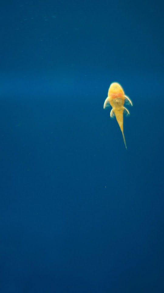 Armenia Gold Fish Blue Ocean Water  Android Best Wallpaper