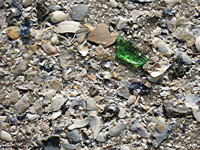 Beach glass and shells, Avalon, NJ; ©tobias kaiser