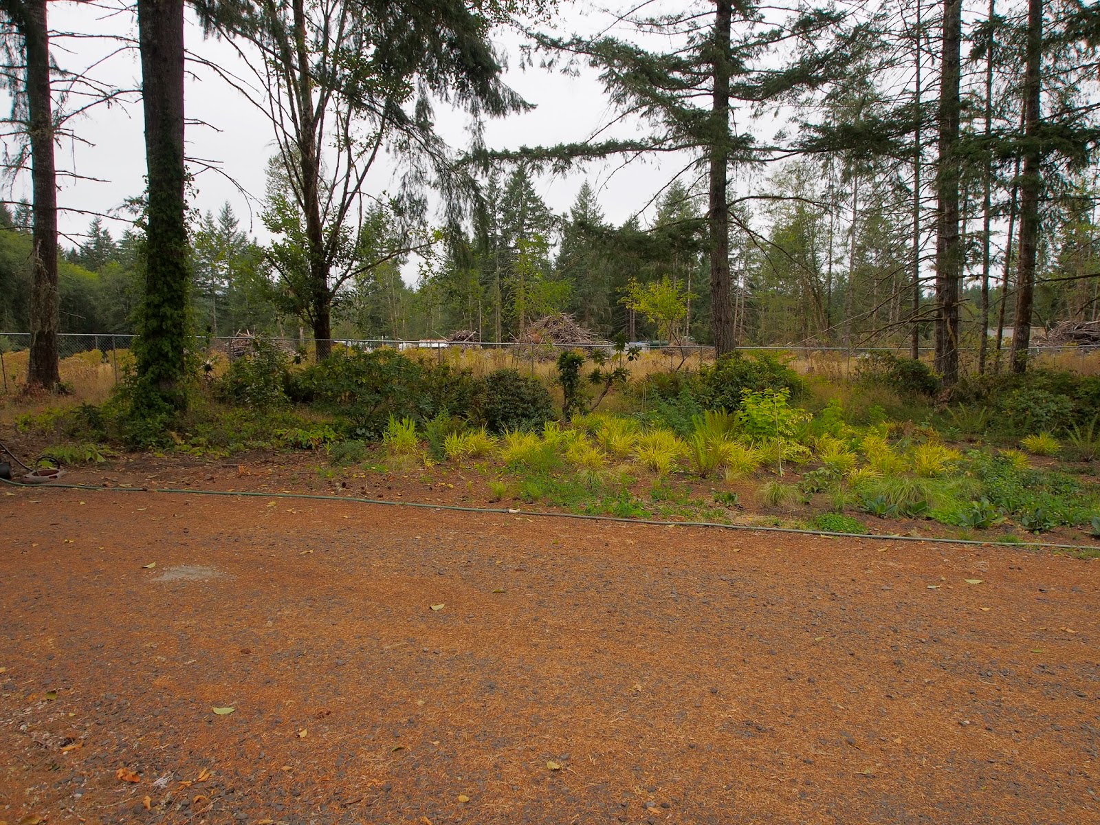 Bamboo at the Hoyt Arboretum