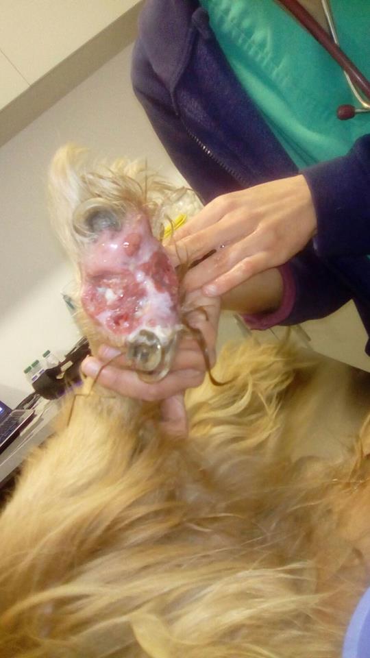 hund nachts unruhig läuft hin und her