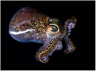 Open Minda: Menakjubkan ! Foto Sotong Kurita Bercahaya Didasar Laut