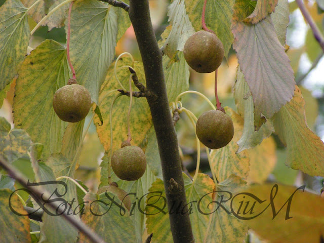 Botaniquarium - Davidia involucrata fruit