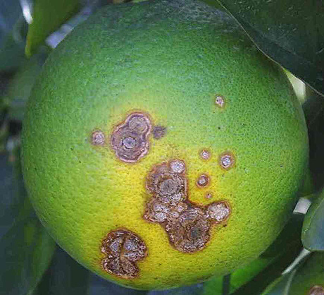 Get Streptocycline Humaur Aureofungin Hal Control Of Citrus Canker Disease Desktop Wallpaper Get Wallpaper Streptocycline Humaur Aureofungin Hal Control Of Citrus Canker Disease For Android