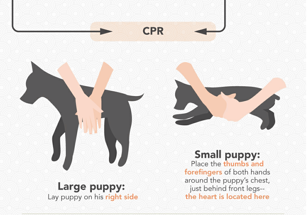 Mad About Pets!: Infographic Guide to Puppy CPR