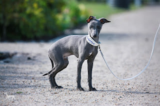Italian Greyhound Sighthound for sale