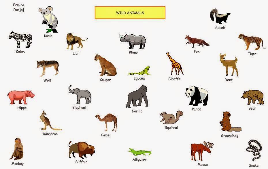 Era Derjaj This Is My Work About Personalities emotions world-s-most-dangerous-insects-arachnids-laminated-poster-38x26