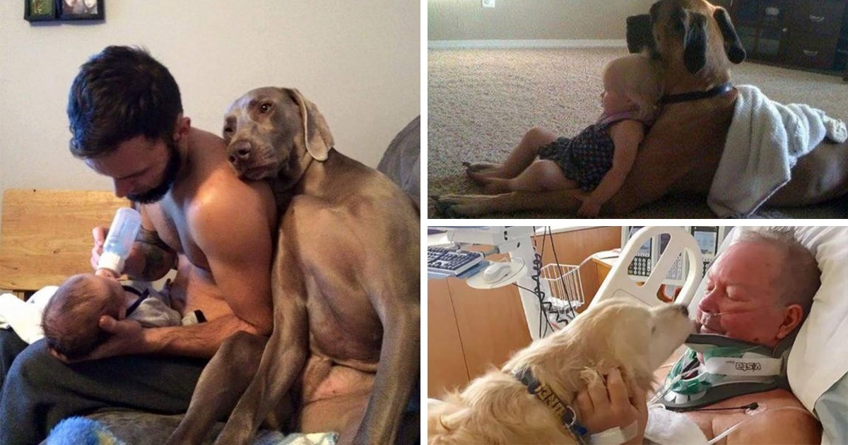 23 Touching Pictures Show That Dogs Are Too Good For Our World