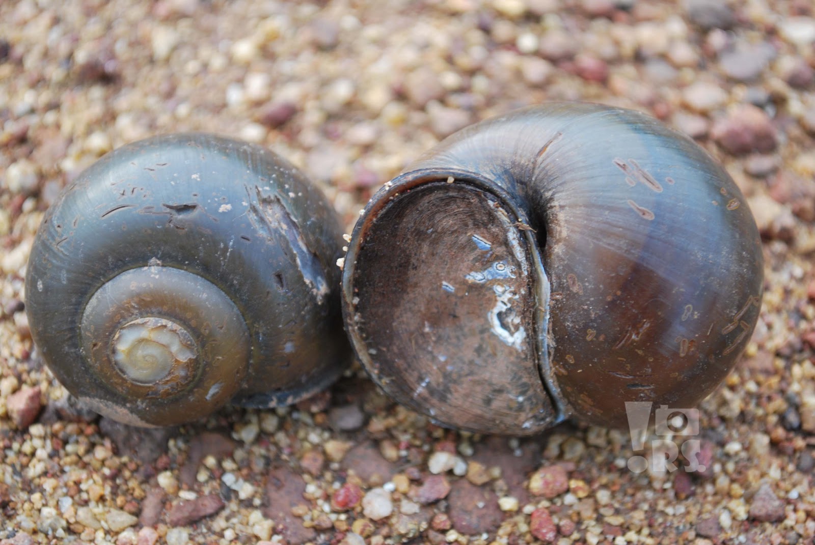 Apple Snail ഞവണിക്ക Stills With Nikon