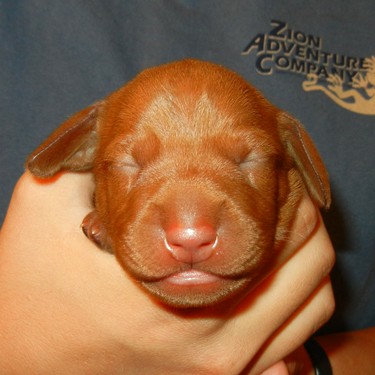 TWISTER: 4th puppy, a boy, is born at 12:59 AM, 13.00 oz.