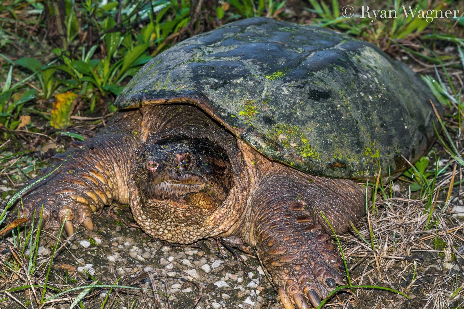 Field Life: To Sex a Snapping Turtle