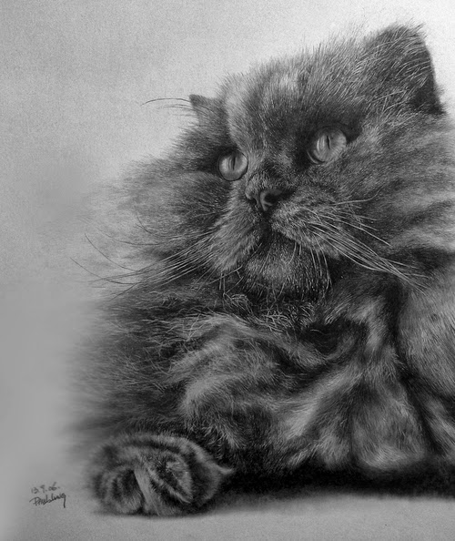15-Hyper-realistic-Cats-Pencil-Drawings-Hong-Kong-Artist-Paul-Lung-aka-paullung-www-designstack-co
