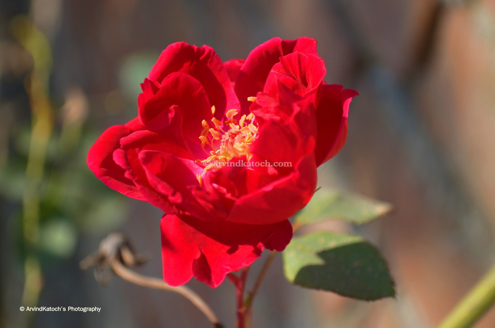 Arvind Katoch Photography : HD Picture (Wallpaper) of Beautiful Red Rose