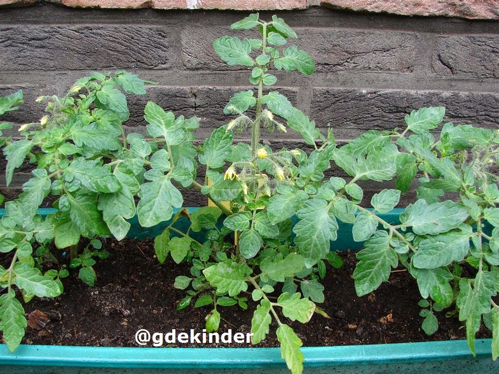 man Afwijzen Pence Inheems- en uitheems fruit: Tomaten in hangmanden en bloembakken planten.