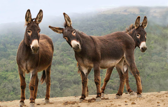 O Blog do Barão conseguiu uma foto inédita do Departamento de Inteligência do Botafogo