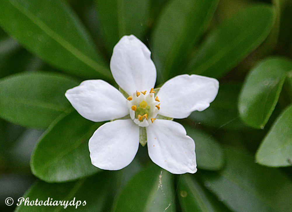 The Practical Plant Geek