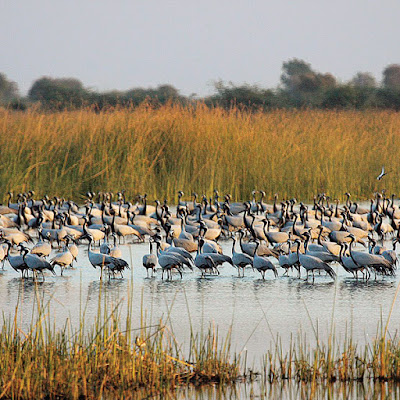 Ropar Wetland