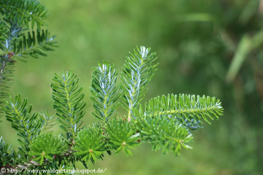 © Mein Waldgarten Weiße Tannennadeln!
