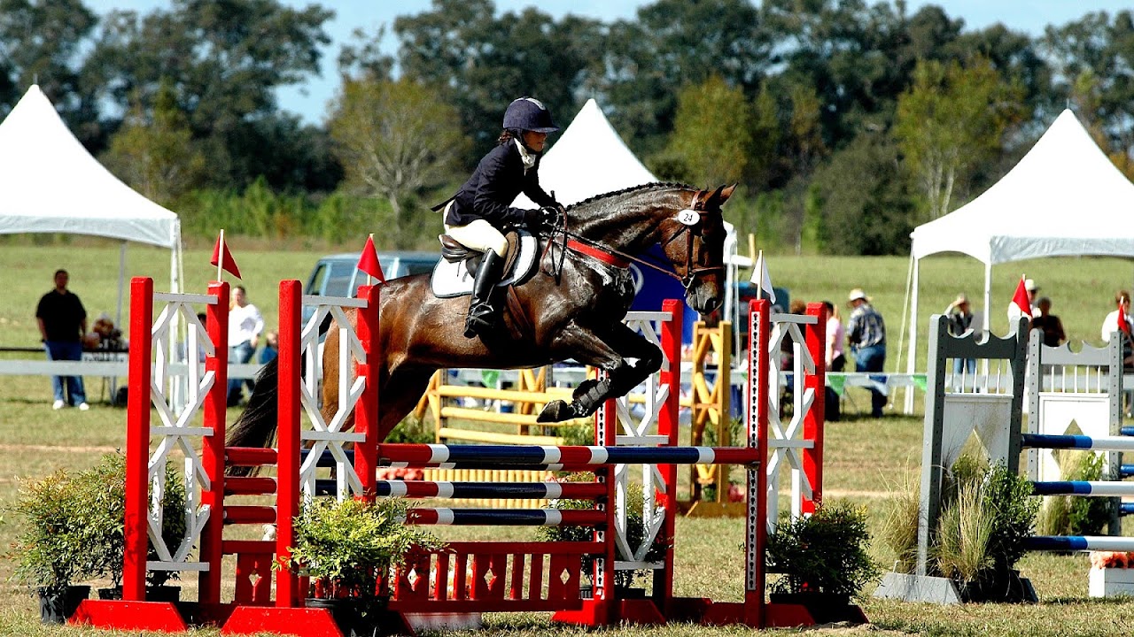 Florida Horse Park Ocala Horse Choices